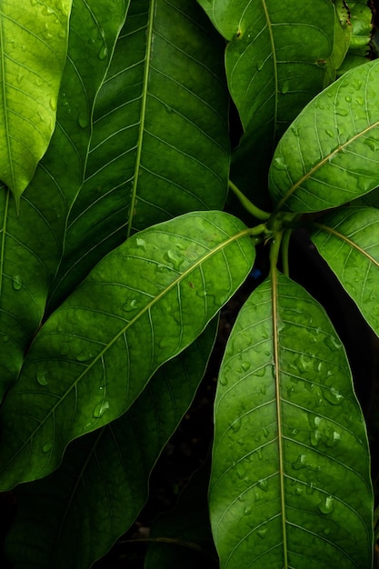 Een close-up van groene bladeren met waterdruppeltjes erop