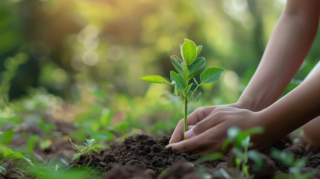 Een close-up van handen die een boompje planten