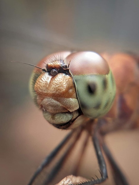 Een close-up van het gezicht van een libel met een groene ring rond zijn oog.