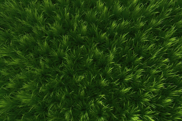 Een close-up van het gras
