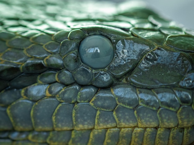 Een close-up van het oog van een slang