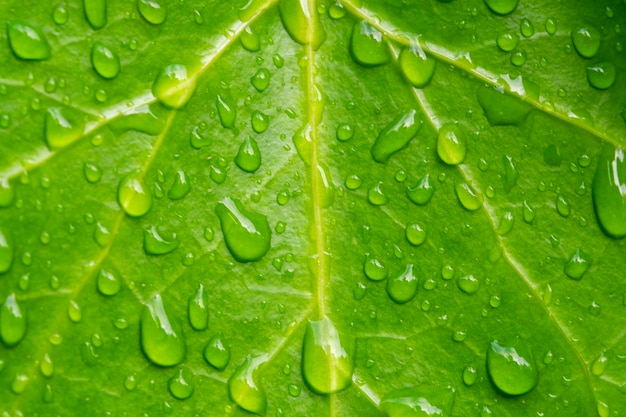 Een close-up van kleine zoete dauwwaterdruppels op een groen blad van een wilde plant Horizontale afbeelding met vervaagde natuurlijke achtergrond Natuur macrofotografie met kopieerruimte