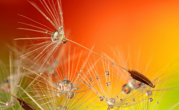 een close-up van paardenbloem zaden tegen een oranje achtergrond