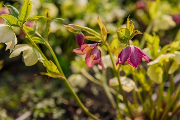 Een close-up van paarse bloemen met links het woord lelie