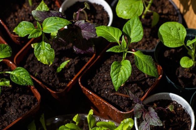 Foto een close-up van planten in potten met aarde erin