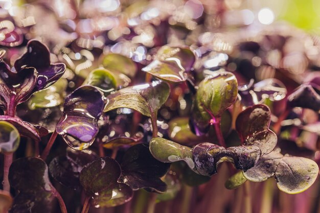 Een close-up van radijs microgreens met paarse en groene bladeren