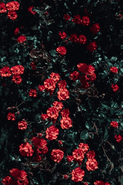 Een close-up van rode bloemen met het woord rozen erop