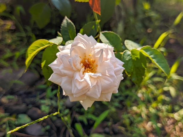 Een close-up van Rosa chinensis-bloem, algemeen bekend als de Chinese roos, Chinese roos of Bengaalse roos, een lid van het geslacht Rosa Voor bloemachtergrond of behang