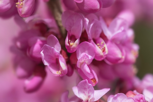 Een close-up van roze bloemen op de Judas-boom Cercis siliquastrum, algemeen bekend als de Judas-boom. De dieproze bloemen worden geproduceerd op eenjarige of oudere groei, inclusief de stam in het voorjaar