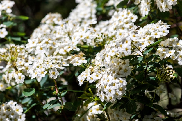 Foto een close-up van witte alyssumbloemen van een plant in de tuin onder het zonlicht - foto