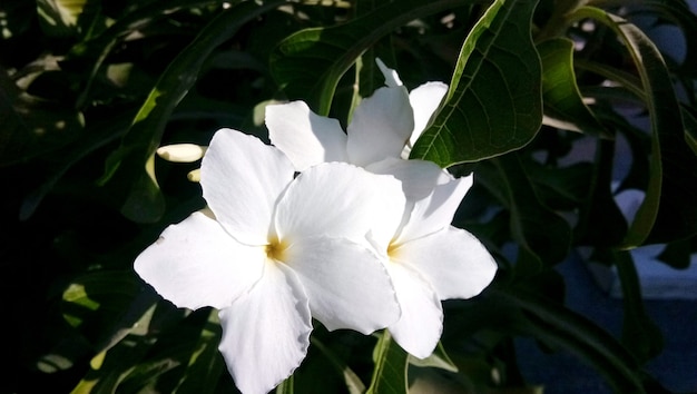 Een close-up witte cherokee rose-bloem (rosa laevigata) met stuifmeel