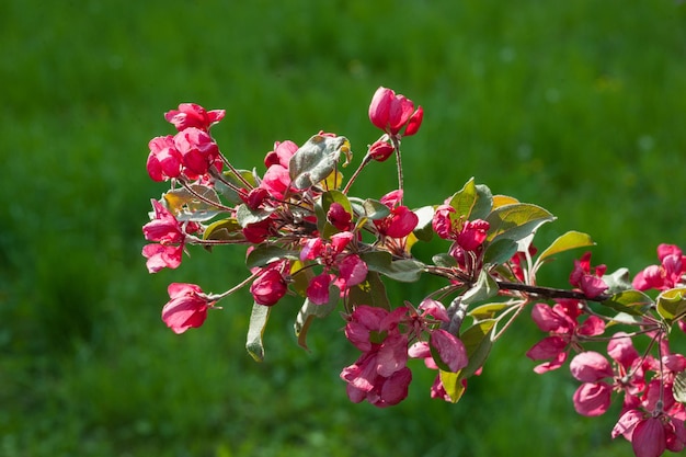 Een close-upbloesem van de Nedzvetskyi-appelboom op een achtergrond van gras