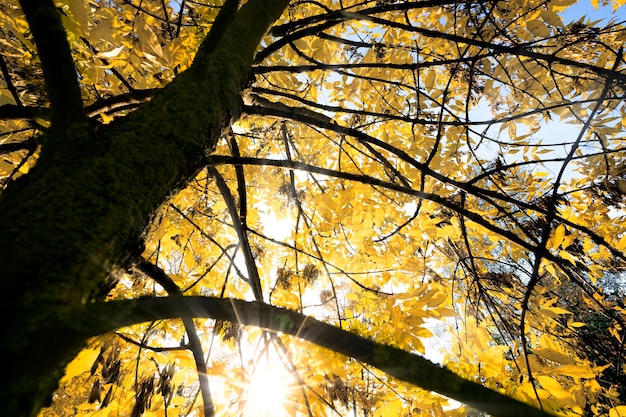 Foto een close-upfoto van de details van de bomen, rekening houdend met de specifieke kenmerken van het herfstseizoen, zonnig weer waarbij de zon de vergeelde bladeren verlicht.