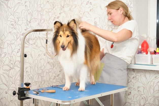 Een collie-hond die op een tafel staat tijdens de verzorging van een professionele trimmer