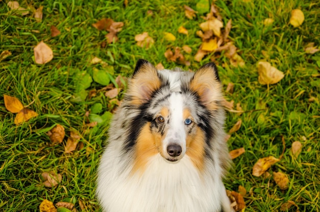 Een collie-hond op de achtergrond van herfstbladeren.