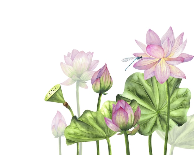 Een compositie met lotusbloemen en bladeren geschilderd in aquarel geïsoleerd op een witte achtergrond