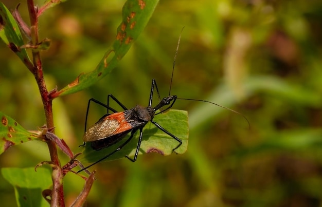 Een conenose of kissing bug Triatoma sp op een cajuput-blad