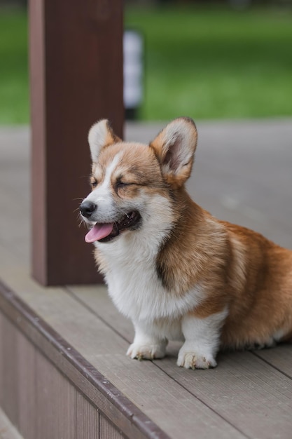 Een corgi-hond die op een dek zit