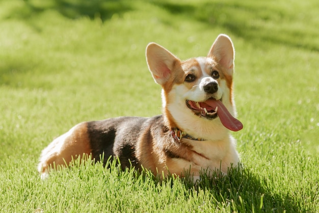 Een Corgi-hond op een achtergrond van groen gras op een zonnige dag in het park