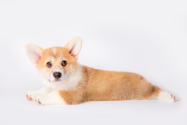 Een corgi-puppy is geïsoleerd op een witte achtergrond