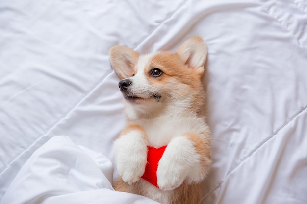 Een corgi-puppy ligt op zijn rug met een hart op bed in de slaapkamer