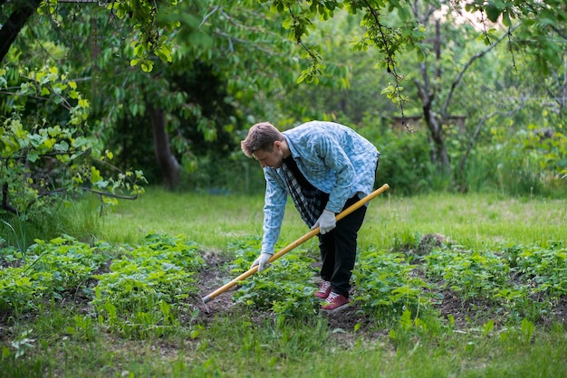 Een cultiveren van de grond in de tuin jonge man doet werk met behulp van een schoffel