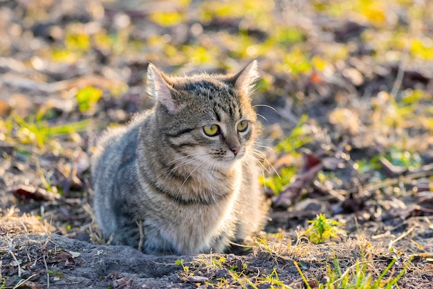 Een Cyperse kat zit bij zonnig weer in de tuin op het gras