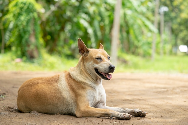 Een dakloze hond die op voedsel van mensen wacht.