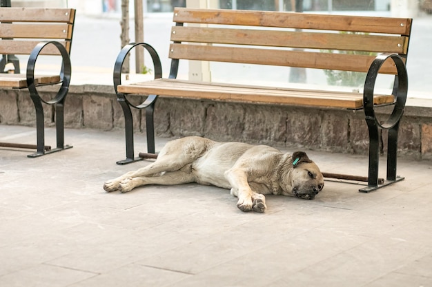 Een dakloze hond met een chip in zijn oor ligt op de grond in de straat bij een bankje, het thema van de bescherming van dakloze dieren