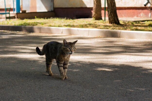 Een dakloze kat loopt over straat