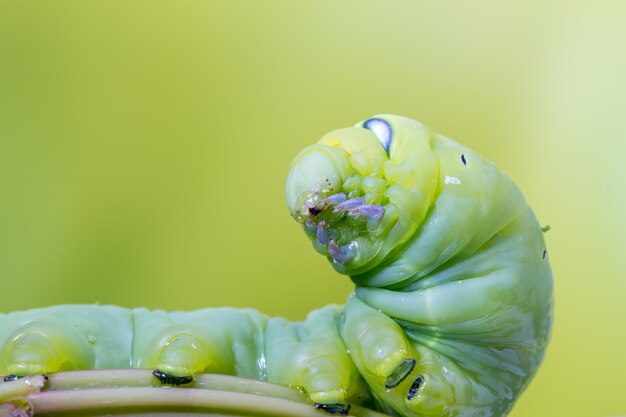 Een Daphnis Nerii