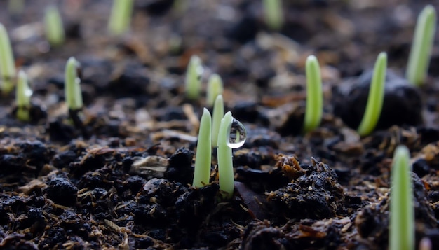 Een dauwdruppel op een jonge tarwekiem die ontsproten is uit zwarte aarde De plant is geboren