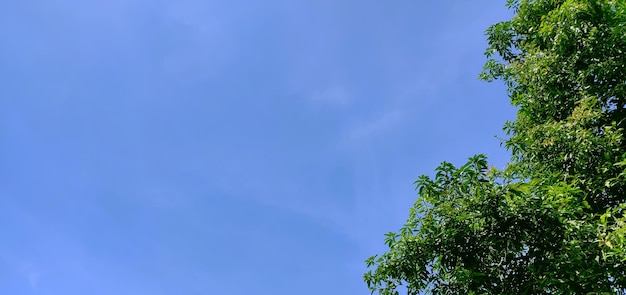 Een deel van boombladeren onder felle zon en blauwe lucht