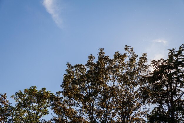 Een deel van de kroon van een boom met groen blad tegen de achtergrond van een heldere blauwe lucht