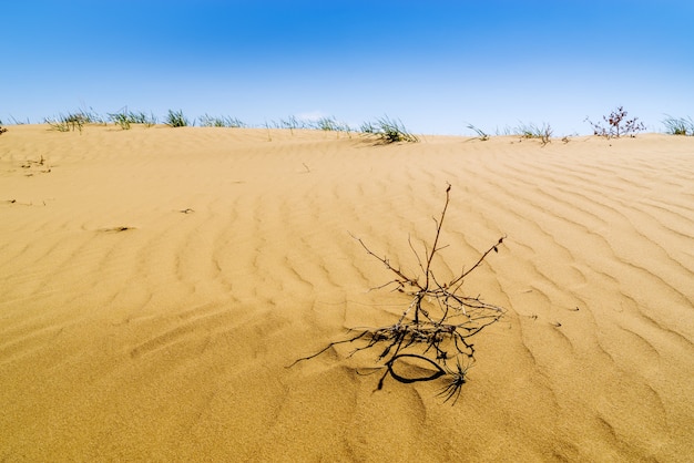 Een deel van de lentewoestijn met zandduinen en schaarse vegetatie