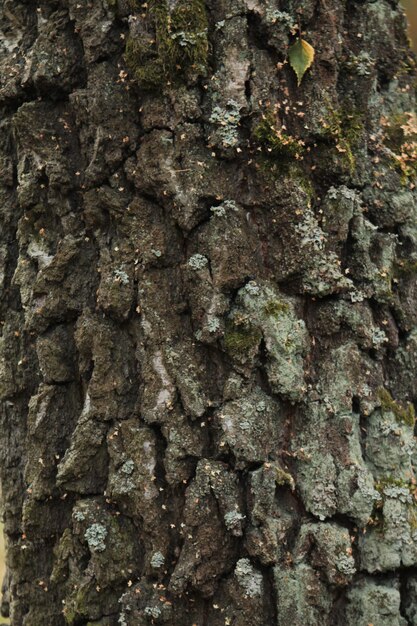 Een deel van een dennenboomstam ruwe textuur van pijnboomschors