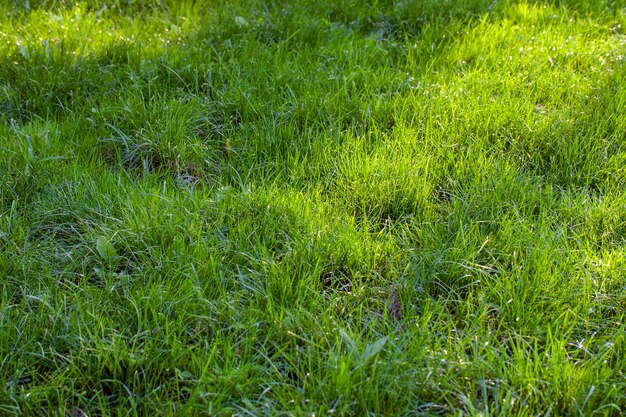 Een deel van het veld waar groen gras groeit