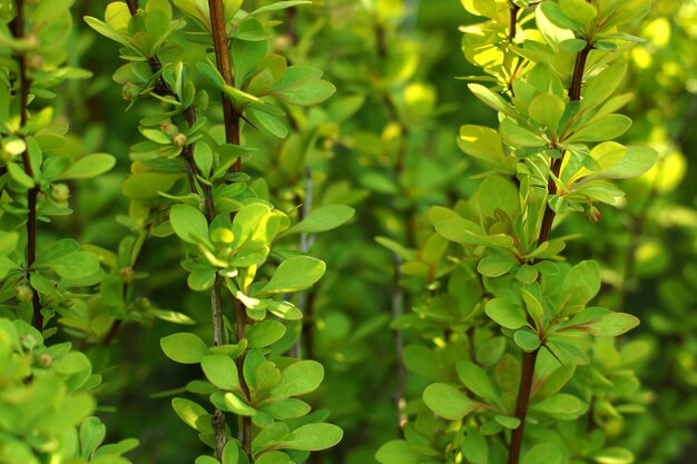 Een delicate groene plant op lange takken vormt een achtergrond.