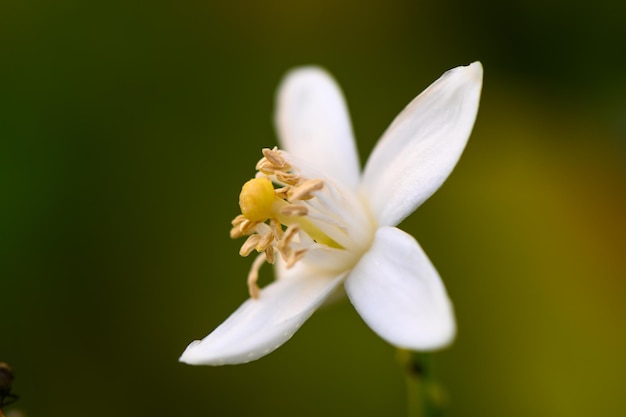 Een delicate witte bloem bloeit op een zonnige middag op een levendige groene achtergrond