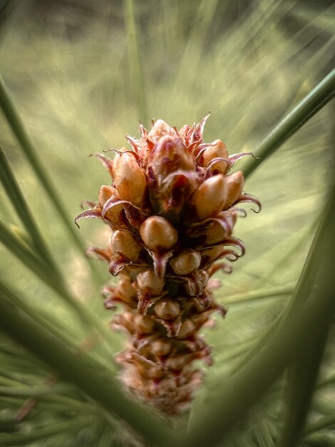 Een dennenappel met groene bladeren achtergrond