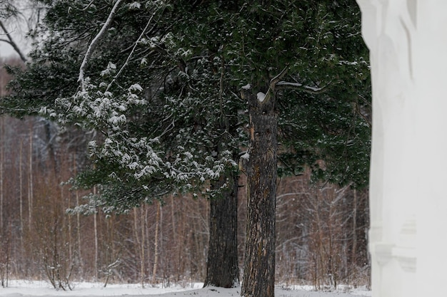 Een dennenboom in de winter Twee bomen naast elkaar