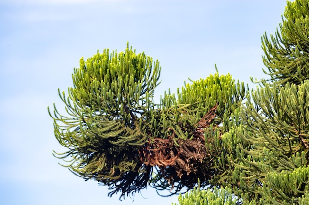 Een dennenboom met een blauwe lucht op de achtergrond