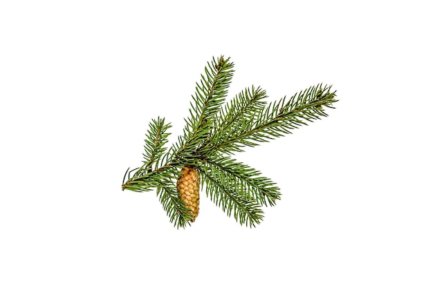 een dennenboom met een dennentak erop
