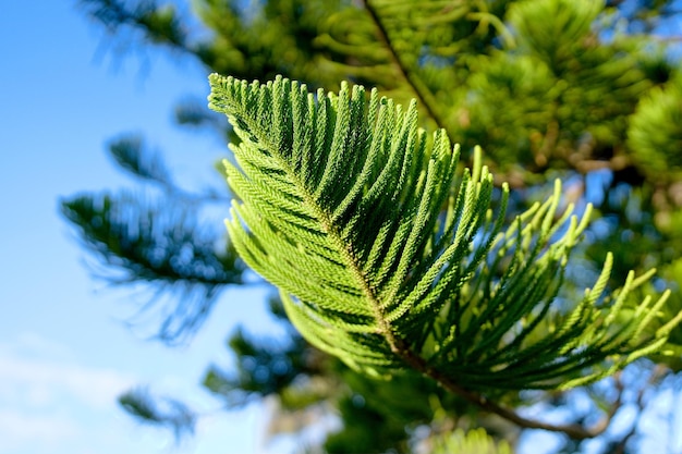 Een dennenboom met een groene tak en een blauwe lucht op de achtergrond.