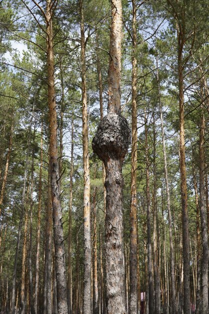 Een dennenboom met een grote groei in het midden van de stam in het bos aan de Wolga-rivierkust Ulyanovsk