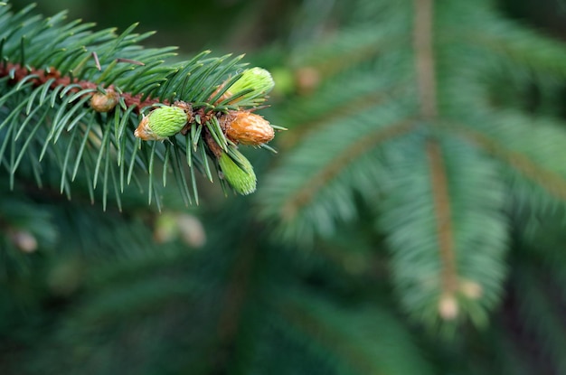 een dennenboom met kegels die groen zijn