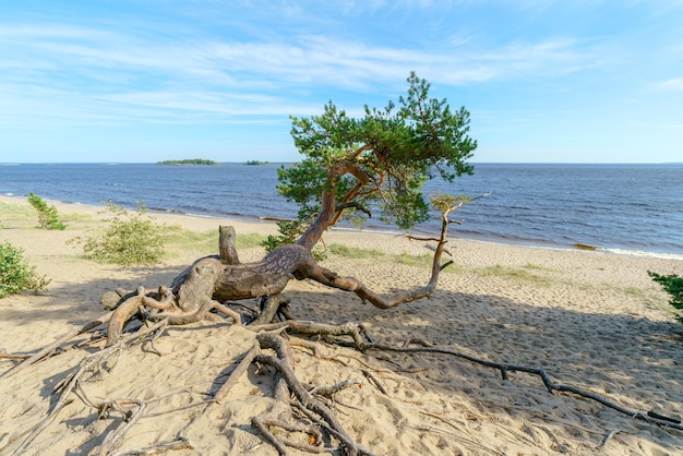 Een dennenboom op een rots bij het meer