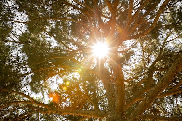 Een dennenbos bomen natuur groen hout zonlicht achtergronden