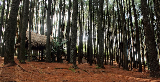 Een dennenbos met in het midden een hut met rieten dak