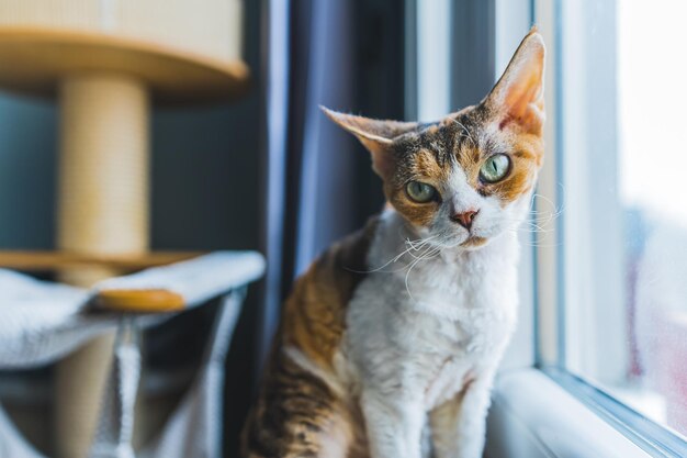 Een devon rex-kat die naast een raam zit en zorgvuldig naar een onscherp achtergrondhuisdierenconcept kijkt